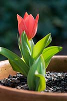 Tulipa 'Red riding hood' (Tulipa greigii) in terracotta flowerpot
