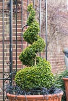 Clipped Buxus sempervirens spiral  with Ophipogon planiscapus 'Nigrescens' in terracotta container