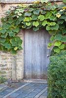 Vitis coignetiae growing on wall over wooden gate - Farrs
