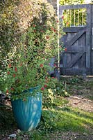 Decorative container in The Potager Garden - Farrs