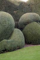 Contemporary clipped Yew hedge - Farrs