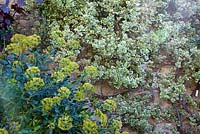 Euonymus, Vitis and Bupleurum growing alongside wall - Farrs