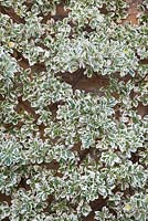 Euonymus growing up wall - Farrs
