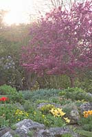 The Rookery, Preston Park Rock Garden, Brighton Sussex in spring with colourful Tulipa - Tulips and trees in blossom 
