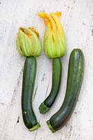 Courgette 'Tuscany'