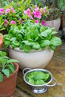 Container grown Spinach, 'Amazon', picked leaves in colander ready for kitchen
