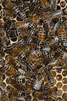 Beekeeping, Worker bees (females) feeding on honey in cells. 