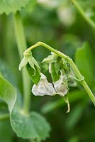 Pisum sativum - garden Peas 'Kelvedon Wonder' with embryo peas emerging.