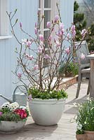 Magnolia fraseri 'Georg Henry Kern' underplanted with Bellis in white pot