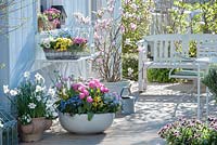 Pots on spring patio - Ranunculus, Tulipa 'Early Glory', Myosotis 'Myomark', Primula 'Buttercup Yellow', P. 'Romance',  Narcissus Poeticus, Magnolia 'George Henry Kern'