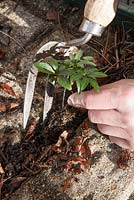 Self - seeded Helleborus foetidus seeding being lifted out of a paving crack