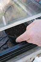 Sowing Tomato seeds sequence - Step 3 - label and place into a propagating case until germination takes place
