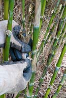 Pulling off the old sheaths from the bamboo Chusquea coleou to reveal the olive green culms