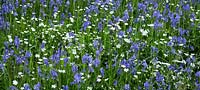 Hyacinthoides non-scripta - Bluebells, Stellaria holostea -  Greater stitchwort and White campions - Maenan Hall, Snowdonia, North Wales 