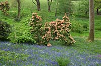 Woodland garden with specimen trees, Rhododendron and Azaleas and Pieris in dell with grass paths cutting through swathes of bluebells and wild flowers - Maenan Hall, Snowdonia, North Wales 