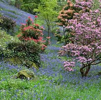 Woodland garden with specimen trees, Rhododendrons, Azaleas, Magnolias and Pieris in dell with grass paths cutting through swathes of bluebells and wild flowers - Maenan Hall, Snowdonia, North Wales 
 