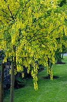 Laburnum standard in spring at Maenan Hall Garden (NGS)