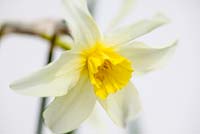 Narcissus 'Sophies Choice'  