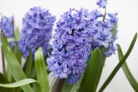 Hyacinthus 'blue tango' 