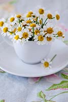 Daisies in a cup and saucer