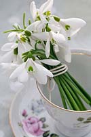 Galanthus - Snowdrops in a teacup