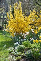 Spring border with Forsythia 'Lynwood' and Narcissus