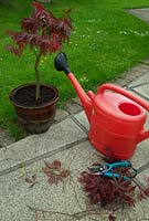Repot pot bound Acer Palmatum Dissectum - watering newly repotted maple