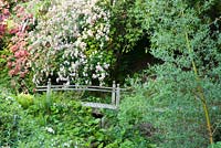 Wooden bridge with Ghent Azaleas and Ferns in spring woodland garden. Ramster Garden, Surrey