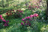 Rhododendron Peter Koster and Rhododendron General D Eisenhower in spring woodland grove. Ramster Garden, Surrey