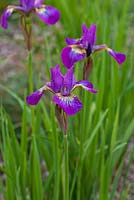 Iris sibirica 'Melton Red Flare'