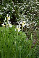 iris sibirica 'Snowcrest' with Spiraea nipponica 'Snowmound' in the background