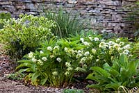 Helleborus orientalis - double step/winter garden - Cotswold Farmhouse 
