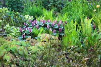 Epimedium versicolor 'Sulphureum' with Trillium chloropetalum 'Giganteum' - Wood Lily and Helleborus foetidus - Cotswold Farmhouse 
 