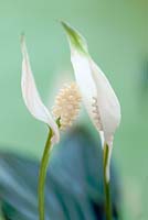 Spathiphyllum - Peace lily