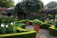 Box parterre in walled garden with morning light. An old rose tree supports blooming rambling rose. Seend, Wiltshire