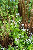 Galium odoratum - Sweet woodruff growing around emerging fern