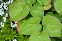 Epimedium foliage and galium odoratum with raindrops