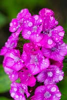 Dianthus barbatus (sweet william), with water droplets after summer rain.