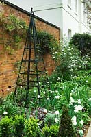Spring border against brick wall with Buxus pyramid, obelisk, Tulipa, Narcissus and Viburnum. Hertfordshire, Heydonbury 