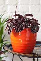 Peperomia caperata 'Schumi Red' in orange pot