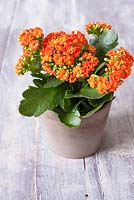 Orange Kalanchoe in taupe container
