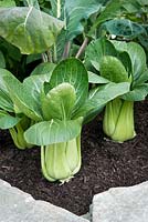 Pak choi growing in raised bed. 'Food For Thought'. Small Garden Silver Medal Winner. Design by Elma Fenton
