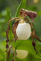 Cypripedium kentuckiense - Kentucky lady's slipper orchid 
