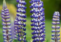 Lupinus 'The Governor'
