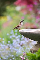Passer domesticus - Male House sparrow drinking from a birdbath