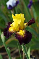 Iris 'Grenade' - Tall Bearded Iris