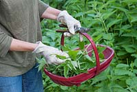 Harvesting Urtica dioica - young nettles 