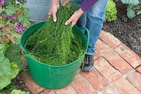Making fertilizer using Equisetum arvense - Horsetail 
