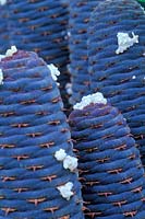 Abies koreana, Korean Fir, September. Graphic close up of purple blue cones. 