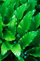 Asplenium Scolopendrium - June. Close up of bright green leathery fronds - Evergreen fern 